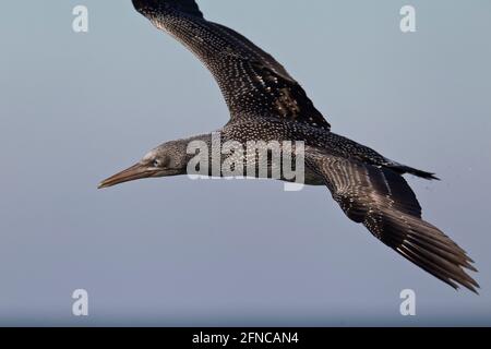 Juvenile Nördliche Gannet im ersten Jahr in der Flucht. Stockfoto