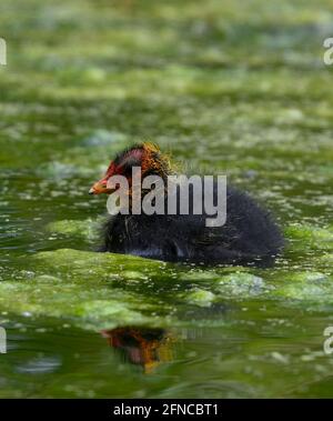 Ein junger Eurasischer Russ (Fulica atra), auch bekannt als gewöhnlicher Russ, unter einigen Unkrautkraut in einem See. Dieses Küken ist wahrscheinlich erst einen Tag alt Stockfoto