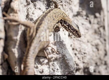 Nahaufnahme einer Eidechse (zootoca vivipara) Sitzen auf einer Steinmauer in der Sonne Stockfoto