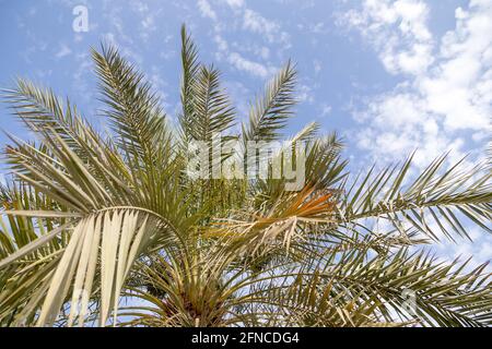 Weibliche Datteln Blumen kommen aus dem Spathe in einer Dattelpalme. Ansicht wird angezeigt. Stockfoto