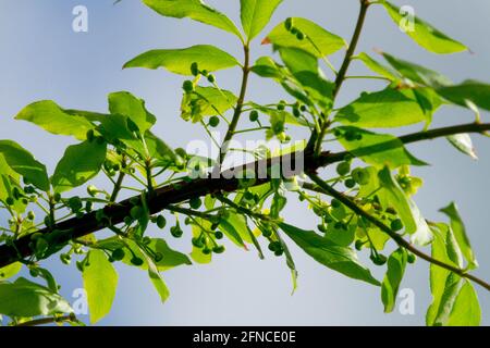 Brennender Busch Euonymus alatus verlässt den Frühling Stockfoto