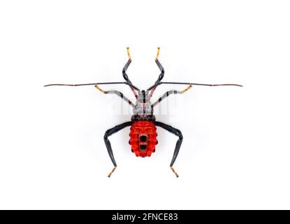 Bild von rotem Assassinbug isoliert auf weißem Hintergrund. Tier. Insekt. Stockfoto