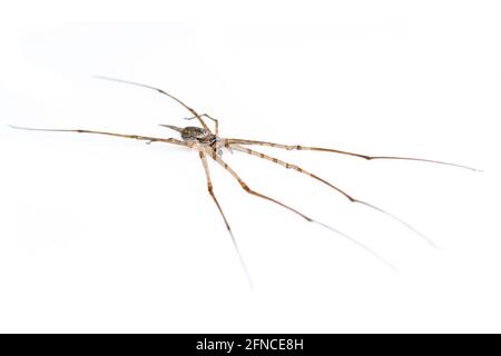 Bild von zwei Schwanzspinnen (Hersilia sp.) isoliert auf weißem Hintergrund. Tier. Insekt. Stockfoto