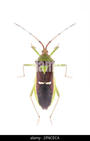 Bild von grünem Hülsenbug (Hemiptera) isoliert auf weißem Hintergrund. Tier. Insekt. Stockfoto