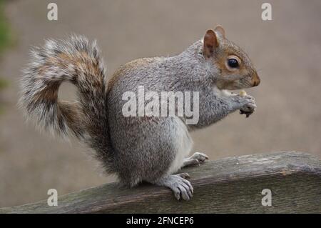 Ein graues Eichhörnchen frisst eine Nuss, während es auf einer Bank in einem Park in London, Großbritannien, sitzt Stockfoto