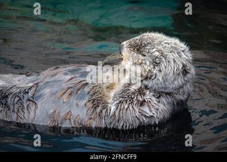 Seeotter posiert im Wasser Stockfoto