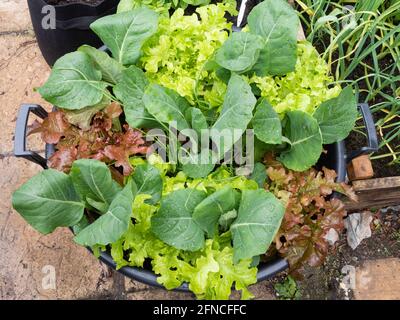 Großer Behälter, der Mitte Mai mit Kohl „Dutchman“, rotem und grünem Salat „Lollo Rosso“ und Frühlingszwiebeln „White Lisbon“ bepflanzt wurde Stockfoto