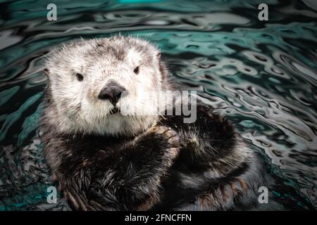 Seeotter posiert im Wasser Stockfoto