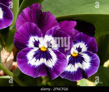 Lila und weiße Blüten des Stiefmütterchen x Viola Hybrid, Panola Select Mix Stockfoto