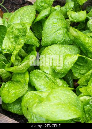 Zarte, regengefleckte Spinatblätter, Spinacia oleracea 'Corvette F1' in einem Garten in Plymouth, Großbritannien Stockfoto