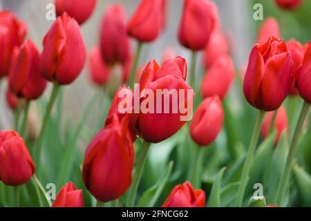 Nahaufnahme von Deep Red, einzelnen späten Tulpen, Tulipa „Kingsblood“ Stockfoto