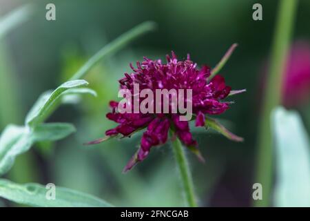 Nahaufnahme einer einzelnen Nadelkissenblume in Blüte, Astratia Major / Hadspen-Blut Stockfoto