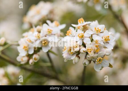 Nahaufnahme von Choisya × dewitteana „Aztec Pearl“ Stockfoto