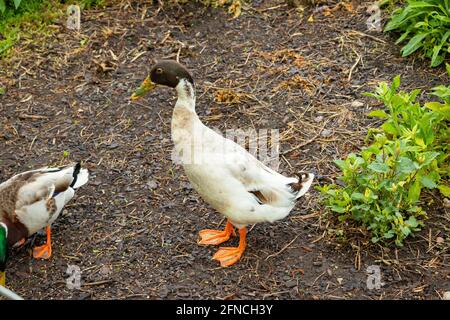 Indische Laufente in den Trentham Gardens Stoke on Trent Stockfoto