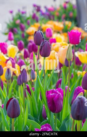 Nahaufnahme von bunten Tulpen im Trentham Gardens Stoke On Trient Stockfoto