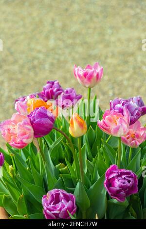Rosa, lila und gelbe Tulpen wachsen in einem Gartentopf Stockfoto