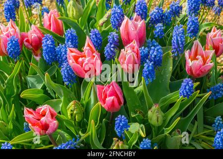 Rosafarbene Tulpen und blaue Traubenhyazinthen wachsen im Frühjahr in einem Gartenbeet Stockfoto