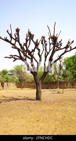 Babool oder Acacia Baum ohne Blätter mit blauem Himmel Natur. Nahaufnahme von Akazienbaum . Stockfoto