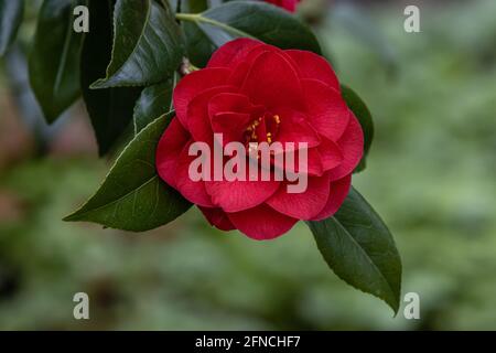 Einzelne rote Blume der Camellia japonica Herz-As in Feder Stockfoto