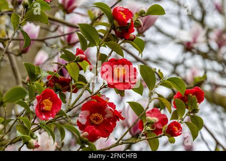 Ungewöhnliche zweifarbige Blüten von Camellia japonica Alexander Hunter in Feder Stockfoto