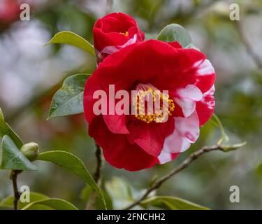 Nahaufnahme einer einzigen zweifarbigen Blüte der Camellia japonica Alexander Hunter im Frühjahr Stockfoto