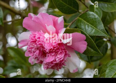 Individuelles zweifarbiger Camellia williamsii Ballett in hellrosa und weiß Königin im Frühling Stockfoto