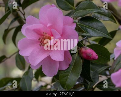 Im Frühling blüht die seltene, blassrosa Camellia williamsii-Zierde Stockfoto