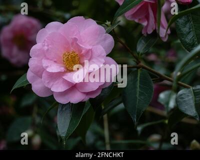 Hellrosa einzelne Kamelie williamsii Jenefer Carlyon in Blüte Feder Stockfoto