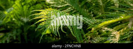 Natürliche grüne tropische Textur aus diffrem hellgrünem Blatt, Palmenzweigen, Laub, frischem exotischen botanischen Muster. Stockfoto