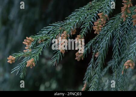 Kätzchen von Cryptomeria japonica sinensis stehen vor einem dunklen Hintergrund Stockfoto