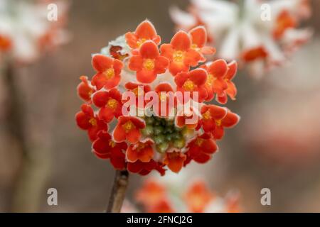 Nahaufnahme einer einzelnen Edgeworthia chrysantha Red Dragon Blume in Feder Stockfoto