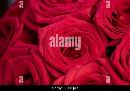 Rote Rosen Stockfoto