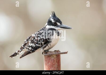 Pied Kingfisher - Ceryle rudis, schöner großer Eisfischer aus afrikanischen Mangroven und Flüssen, See Ziway, Äthiopien. Stockfoto