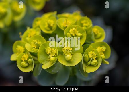 Nahaufnahme einer Makroaufnahme der Myrsiniten-Blume der Myrsiniten-Pflanze Stockfoto