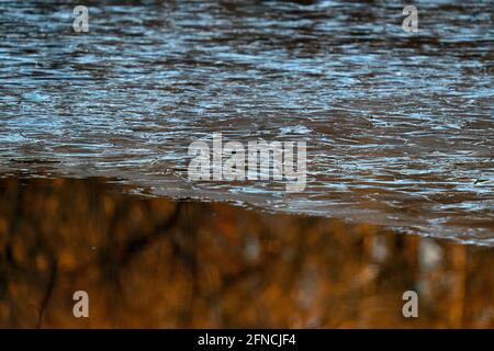 Reflexionen in einem Teich, fotografiert am Samstag, den 21. November 2020 in Waushara County3, Wisconsin. Stockfoto