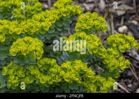 Nahaufnahme der gelben Myrsiniten-Blüten der Myrsiniten von der Myrhenia-Quelle im Frühling Stockfoto