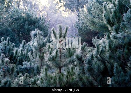 Frühmorgendlicher Frost auf weißer Kiefer, fotografiert am Sonntag, den 22. November 2020 in Waushara County, Wisconsin. Stockfoto