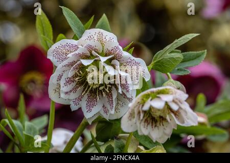 Nahaufnahme der Helleborus hybridus Cinderella-Blüten im Frühjahr Stockfoto