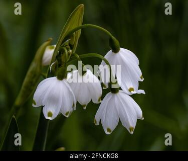 Nahaufnahme der Leucojum aestivum pulchellum Blüten im Frühjahr Stockfoto