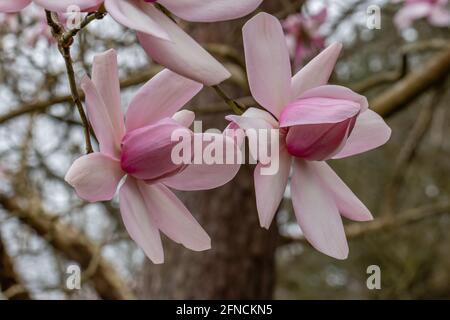 Riesige hellrosa untertasse geformte Magnolia Campbellii blüht im Frühjahr Stockfoto