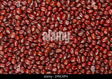 Adzuki Bohnen, Hintergrund, von oben. Auch Azuki-Bohne, Aduki, rote oder rote Mungbohne genannt. Ganze rohe Früchte von Vigna angularis. Stockfoto