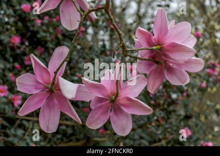 Unterseite von rosa Magnolia Campbellii blüht im Frühjahr Stockfoto