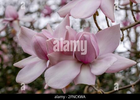 Paar riesige hellrosa untertasserförmige Magnolia Campbellii Blüten Im Frühling Stockfoto