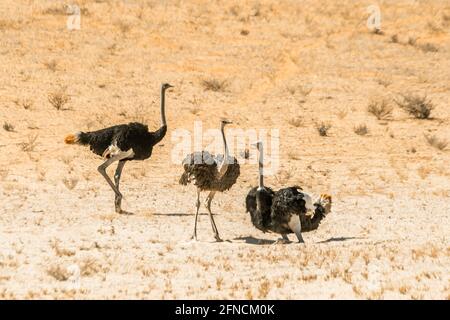 Drei afrikanische Strauße im Sand im Kgalagadi Transfrontier Park, Südafrika; specie Struthio camelus Familie von Struthionidae Stockfoto