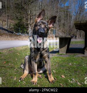 Ein Hundeportrait eines glücklichen, vier Monate alten Schäferhundes auf grünem Gras. Working Line Breed Stockfoto