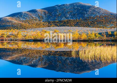 Spiegelung von Herbstbäumen in einem kleinen See. Rondane Nationalpark, Norwegen, Europa Stockfoto