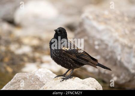 Rotflügeliger Amsel, (Agelaius phoeniceus), junger Rüde, Vogel im Frühling Stockfoto