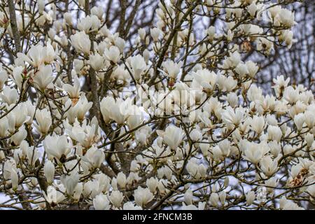 Großer Magnolia denudata Giubiasco Strauch in voller Blüte im Frühjahr Stockfoto