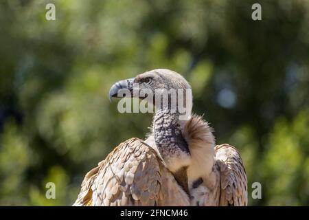 Cape Vulture Portrait in Vulpro Rehabilitationszentrum, Südafrika ; specie Gyps coprotheres family of Accipitridae Stockfoto