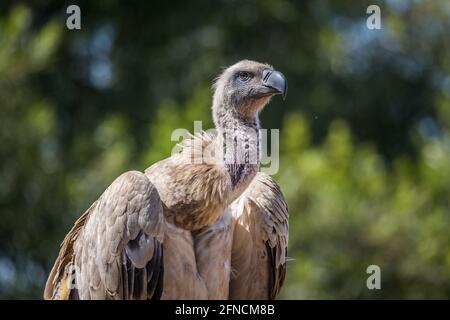 Cape Vulture Portrait in Vulpro Rehabilitationszentrum, Südafrika ; specie Gyps coprotheres family of Accipitridae Stockfoto